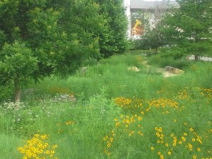 The Meadow in early June, 2014, looking toward the Beach Museum of Art. Image by Katie Kingery-Page