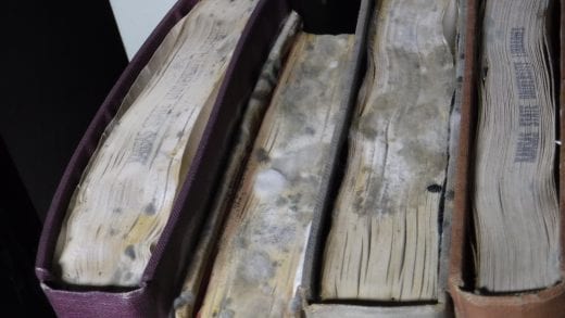 A close-up of mold blooming across the tops of several books. 