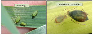 difference between aphid species