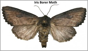 1-Iris Borer Moth - jpg