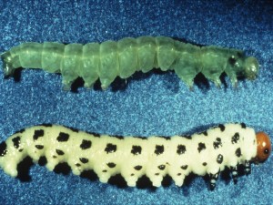 CaterpillarvsSawfly2