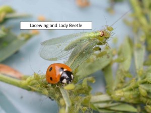 lacewing 2