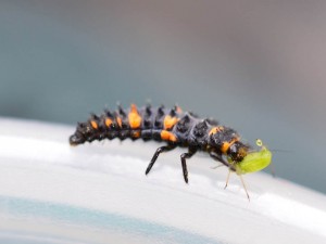 lady beetle larvae w aphid