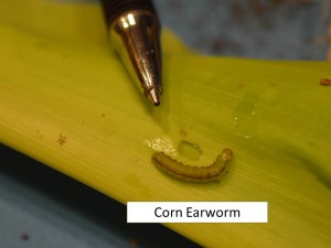 CEW larva