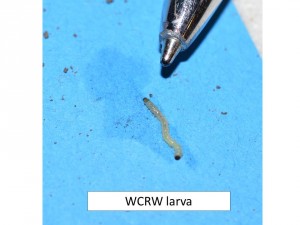 CRW larva