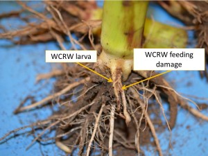 CRW larva and damage