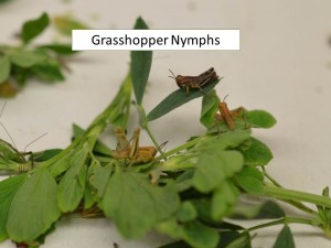 Grasshopper Nymphs