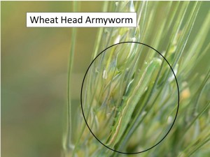 wheat head armyworm
