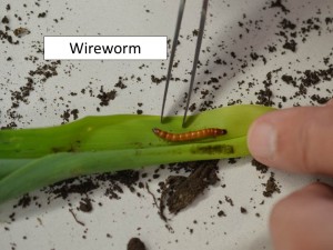 wireworm 1