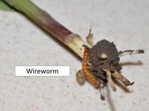 wireworm 2