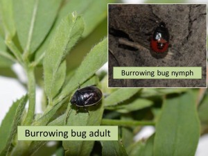 Burrowing bug