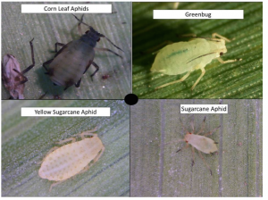 aphid species