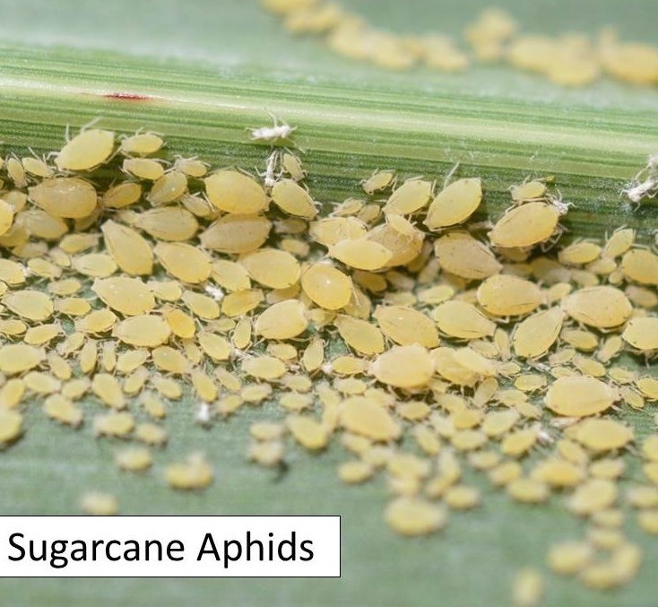 sugarcane aphid colony