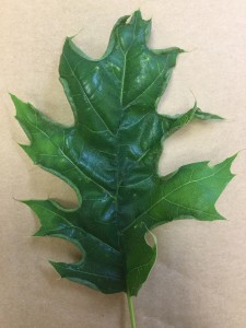 Figure 4. Leaf Marginal Fold Gall