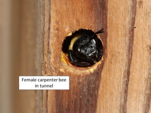 carpenter bee female