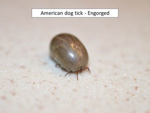 engorged am tick