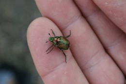 Fig 1: Close-up of Japanese beetle adult. 