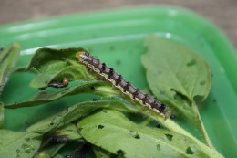 Figure 2: Mature larva (caterpillar) of tobacco budworm