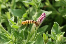 Figure 3: Tobacco budworm larva (caterpillar) tunneling into petunia flower bud