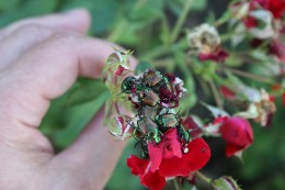 Fig 4: Japanese beetle adults aggregating on rose flower.