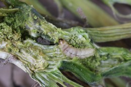 Figure 4: Mature larva of squash vine borer larval feeding