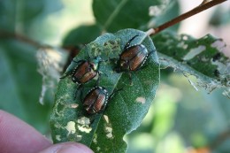 Fig 5: Japanese beetle adults feeding on leaves.
