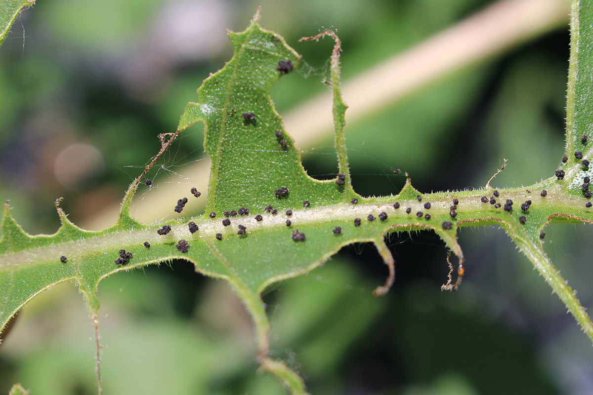 Geraniums and Petunias Beware of the Tobacco Budworm | Extension Entomology