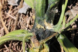 Figure 7: Frass or fecal matter near tunnel entrance of squash vine borer larvae