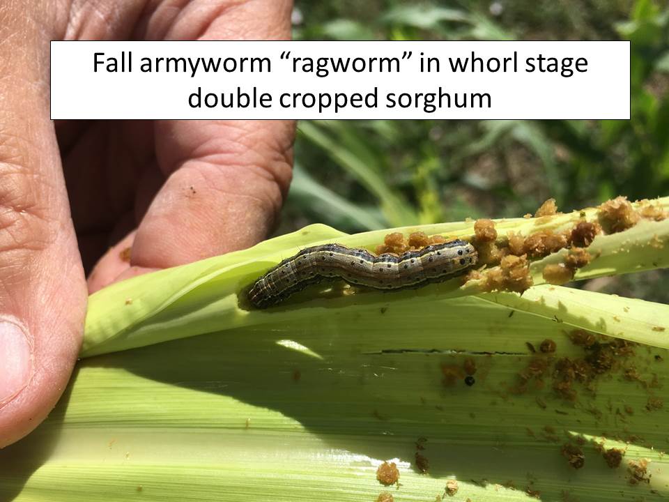 ragworm  Extension Entomology