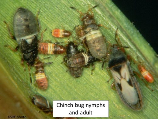 Chinch Bugs in Corn and Sorghum | Extension Entomology