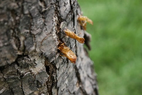 How to Avoid Getting “Bored” by the Ash/Lilac Borer | Extension Entomology