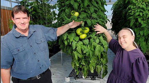 Man and woman standing in front of tomato plant