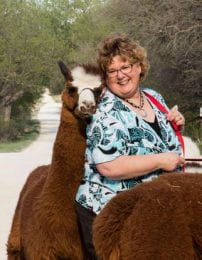 Woman sandwiched by two brown alpaca