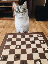 Anna's cat, snow, playing checkers