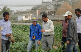 IRRI scientists visit the experimental fields of Bangladeshi students.