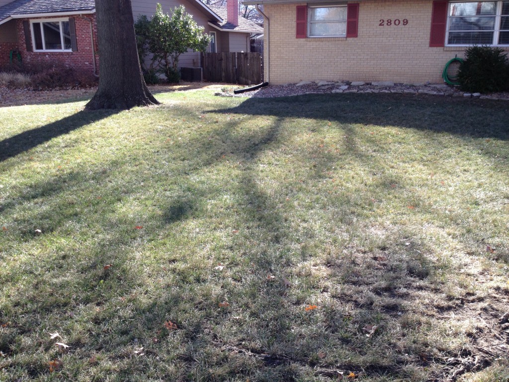 My Neglected Tall Fescue Lawn - Nov. 28, 2014