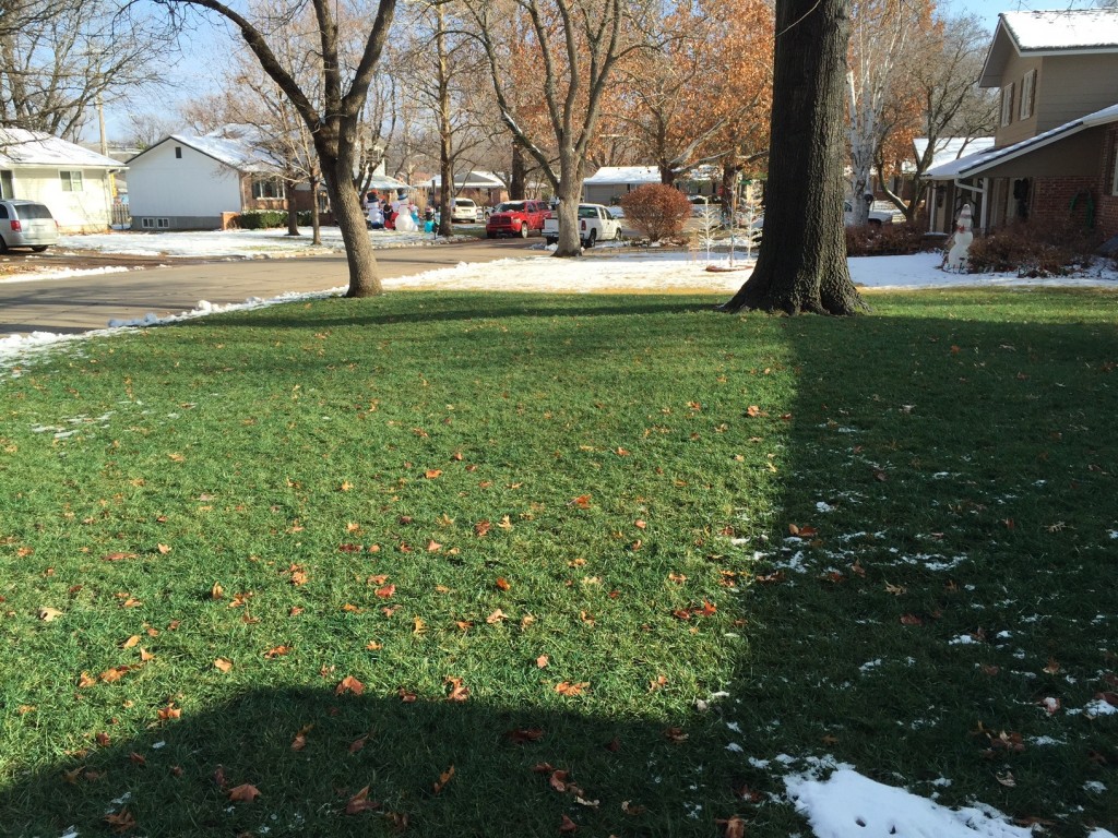 Dec. 20, 2014 - Front lawn still showing attractive winter color.