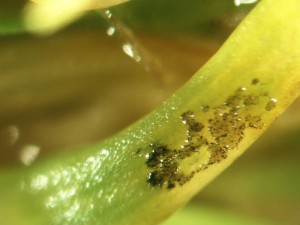 Anthracnose fungal structures on turf 