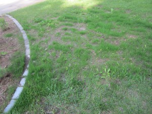 It's a little hard to tell in the photo, but the ground slopes from upper right to lower left. Our grass seeds, and some of the soil itself, got washed down into the flower bed where it is now growing nicely.