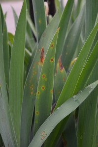 The leaf spots develop a yellow border. Image by Bethany Grabow. Click to zoom.