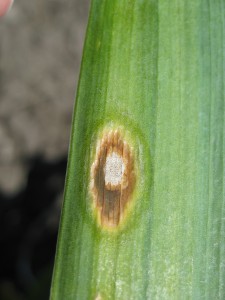 iris leaf spot fruiting structures
