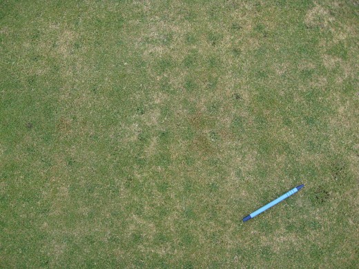 green_in_aerification_holes