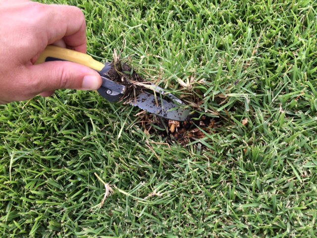 Large patch in zoysiagrass | K-State Turf and Landscape Blog
