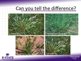 Can you tell the difference? - Little Barley Control for Homeowners | K ...