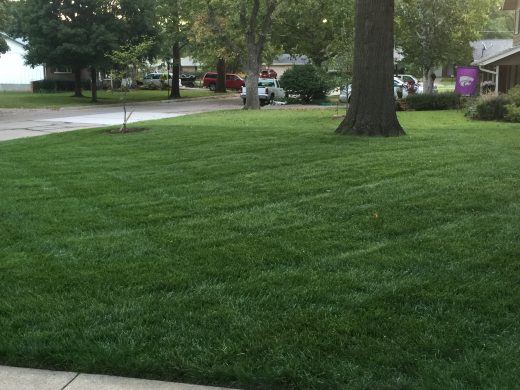 tall fescue KState Turf and Landscape Blog